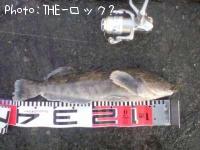 ʥ