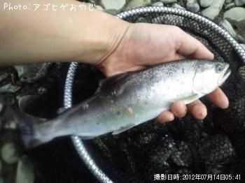 ヤマメ