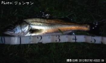 シーバス