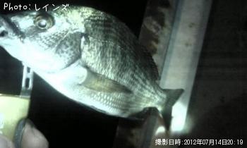 チヌ