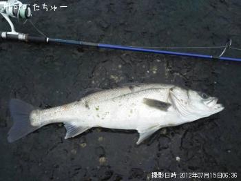 シーバス