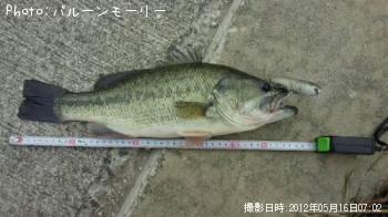 ブラックバス