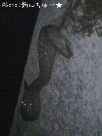 ĥ