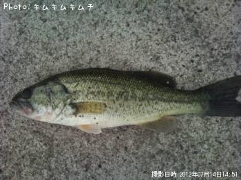ブラックバス