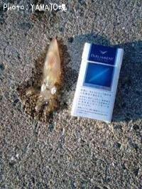 ジンドウイカ