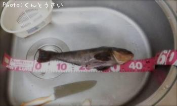 ʥ