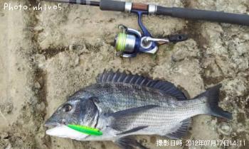 クロダイ
