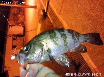 メバル