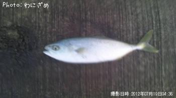 ワカシ