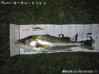 シーバス