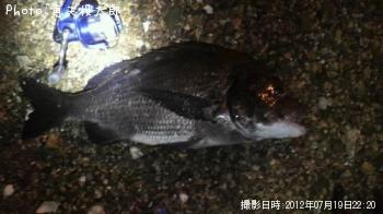 クロダイ