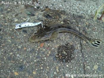コチ