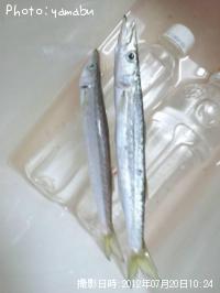 ޥ