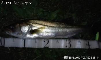 シーバス