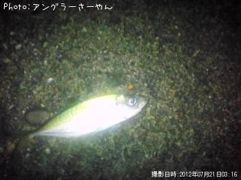 アジ