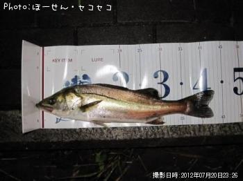 シーバス