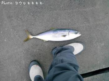 イナダ