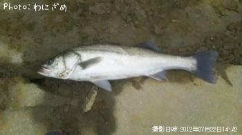シーバス