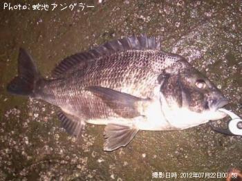 クロダイ