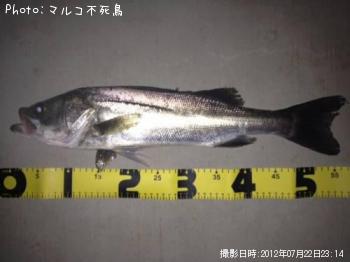 シーバス