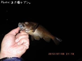 エゾメバル