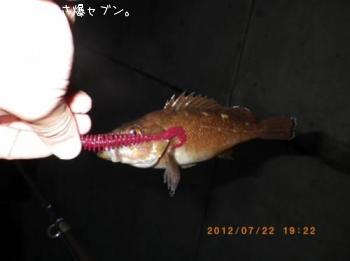 エゾメバル