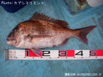 真鯛