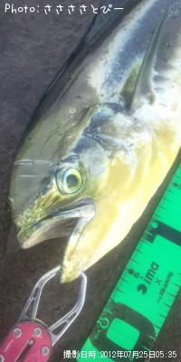 ޥ