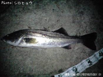 シーバス