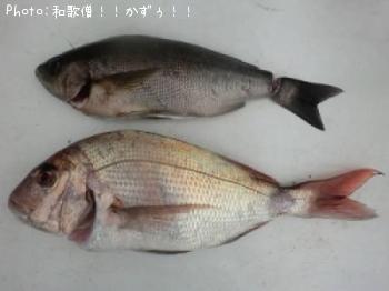 真鯛