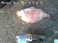 真鯛