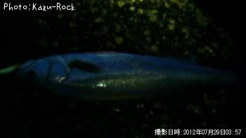 シーバス