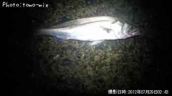 シーバス