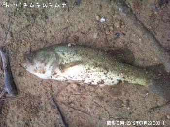 ブラックバス
