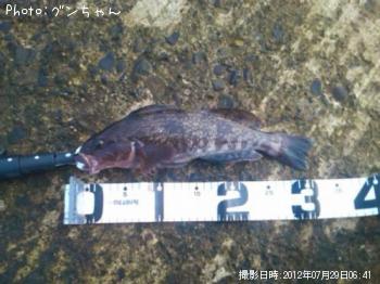 アイナメ