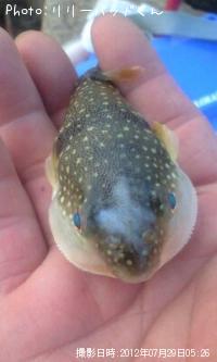 風来坊なマブダチ