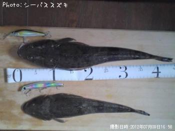 マゴチ