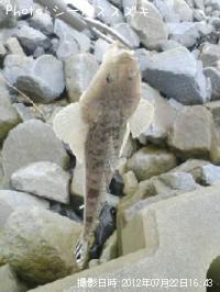 マゴチ