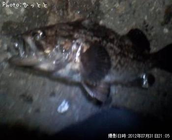 クロソイ