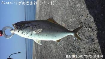カンパチ