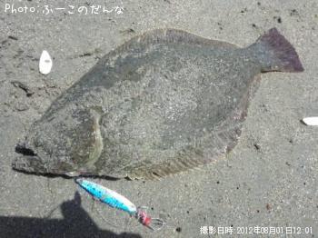 ヒラメ　