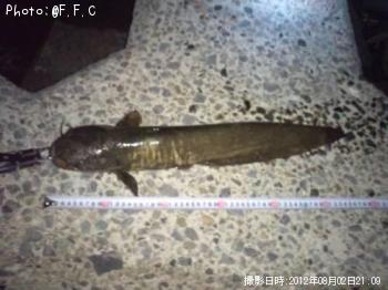 ナマズ