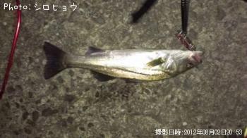 シーバス