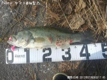 ブラックバス
