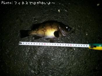 メバル