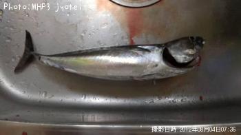ソーダガツオ