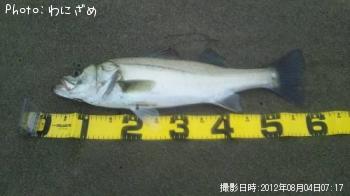 シーバス
