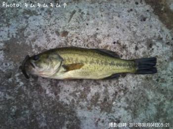 ブラックバス
