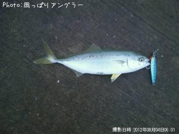 ワカシとシーバス