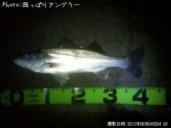 ワカシとシーバス